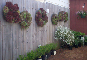 Succulent Wreath